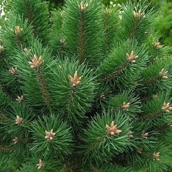 Хвоя, КАК я СНЯЛА ОЧКИ?