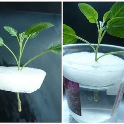 Я вот так укореняю (любые) черенки., даже трудно укореняемые.