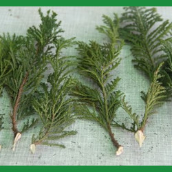 ВЫРАЩИВАЕМ ТУЮ ИЗ ЧЕРЕНКА.