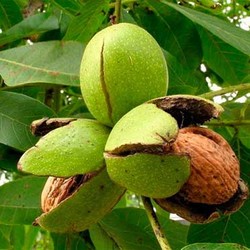 Зеленая кожура грецкого ореха - полезные свойства, лечение