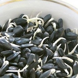 Пророщенные семена подсолнечника