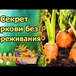 ВСХОДЫ МОРКОВИ БЕЗ ПРОРЕЖИВАНИЯ! СПОСОБ С КИСЕЛЕМ!