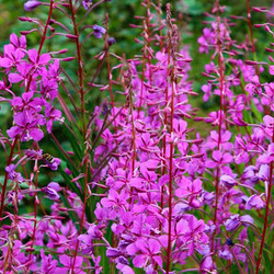 Иван-чай: Как правильно собирать, сушить и заваривать Иван-чай