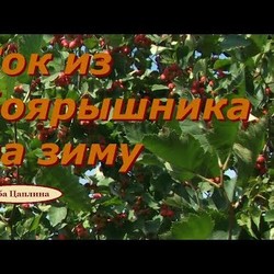 Сок из боярышника на зиму