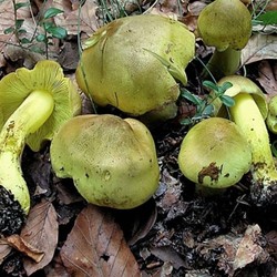 Грибы зеленки, зеленушки: рецепты блюд и заготовок на зиму. Лучшие рецепты вкусных маринованных и консервированных грибов зеленушек на зиму. Как и сколько варить и жарить зеленушки?