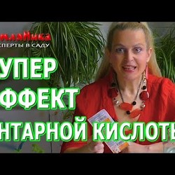 Янтарная кислота для сильной рассады. Как правильно использовать янтарную кислоту для растений.