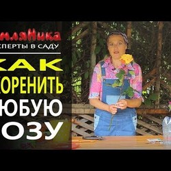 Укоренить любую розу! Надежный способ! 0+