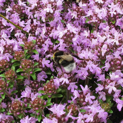 ЧАБРЕЦ - удивительная трава