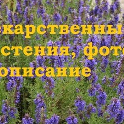 Лесные травы начала лета