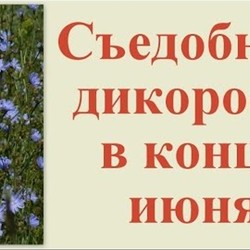 съедобные дикоросы в конце июня