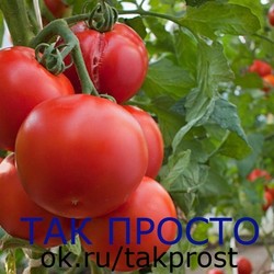 ВЫРАЩИВАНИЕ ПОМИДОР ПО МАСЛОВУ.  УВЕЛИЧЕНИЕ УРОЖАЯ В 8 РАЗ!