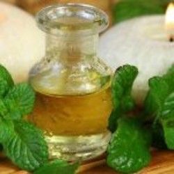 настойка с мятой на водке (спирте, самогоне)