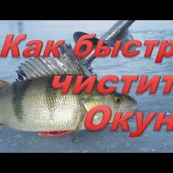 Как быстро почистить окуня