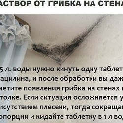 Борьба с грибком на стенах