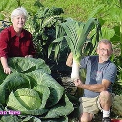 умный огород Замяткина. 