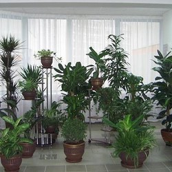 5 БАБУШКИНЫХ СОВЕТОВ ДЛЯ ЦВЕТОВ