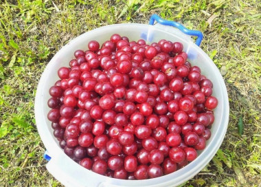 Рецепт - Настойка из вишни на водке в домашних условиях - Шаг 1 - Свежую вишню помойте и удалите все веточки. Отмерьте необходимое количество вишни.