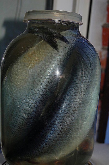  соленую скумбрию или селедку 