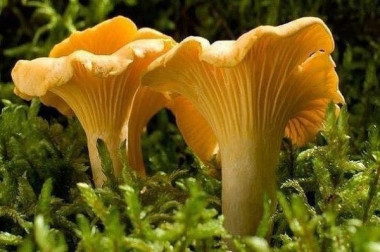 почему лисички никогда не бывают червивыми?