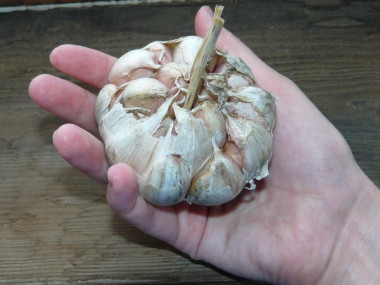 ВЫРАЩИВАЕМ КРУПНЫЙ ЧЕСНОК