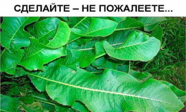 листья хрена-избавиться от всей соли,