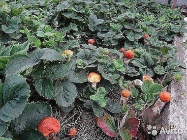 Как сеять грибы.