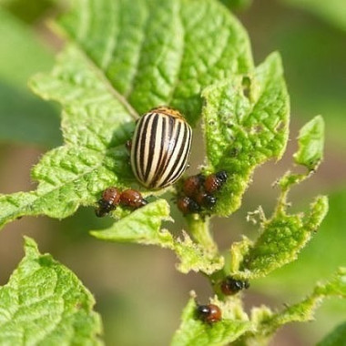КАК ИЗБАВИТСЯ ОТ КОЛОРАДСКОГО ЖУКА БЕЗ ХИМИИ!!!