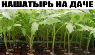 Нашатырный спирт на даче