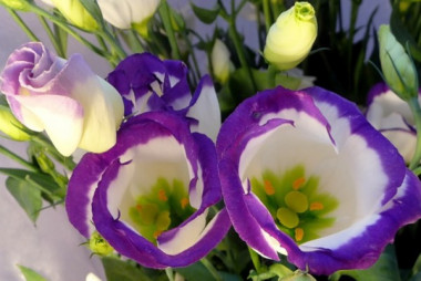 Эустома, мастер-класс