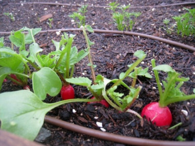 АВГУСТ  — ЗАНИМАЕМ ГРЯДКИ ПОД ВТОРОЙ ОБОРОТ КУЛЬТУР