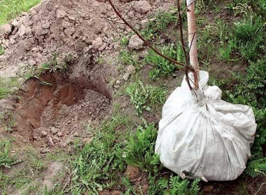  особенности ПОСАДКИ САЖЕНЦЕВ