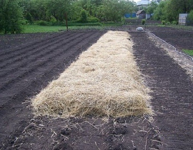 САЖАТЬ КАРТОФЕЛЬ ОСЕНЬЮ