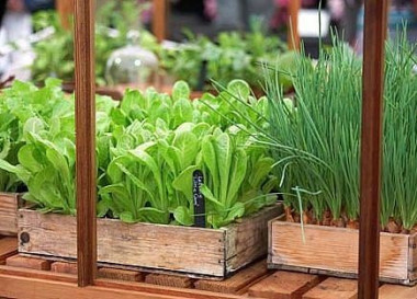 ОГОРОД в КВАРТИРЕ