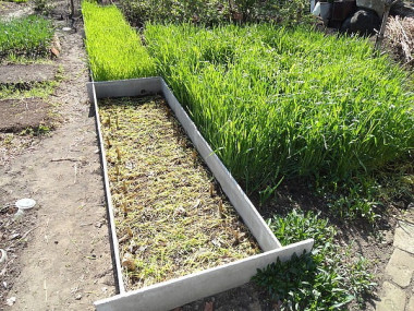 УКРЫВАНИЕ ПОЧВЫ СВЕЖЕЙ ОРГАНИКОЙ