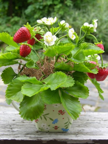  КЛУБНИКА ИЗ ПОЛИМЕРНОЙ ГЛИНЫ.МАСТЕР - КЛАСС