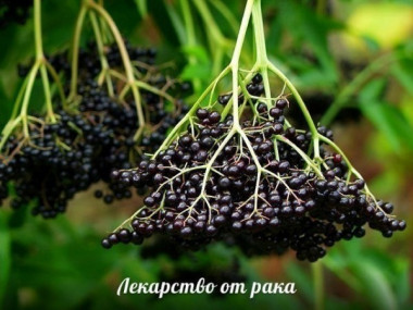 БУЗИНА ЛЕКАРСТВО ОТ РАКА.