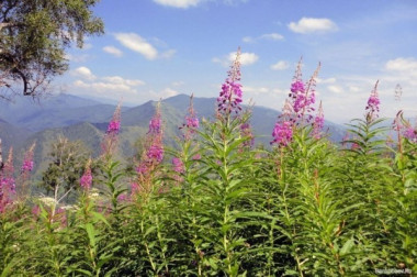 Иван-чай - защитник от 100 болезней!