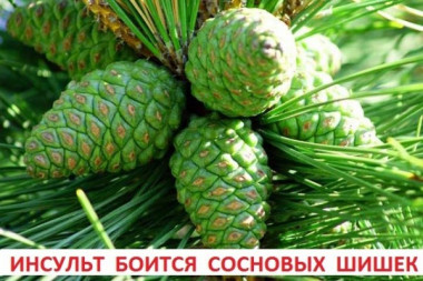 ИЗ СОСНОВЫХ ШИШЕК против инсульта, РЕЦЕПТ ВЯЗЕМСКОГО 