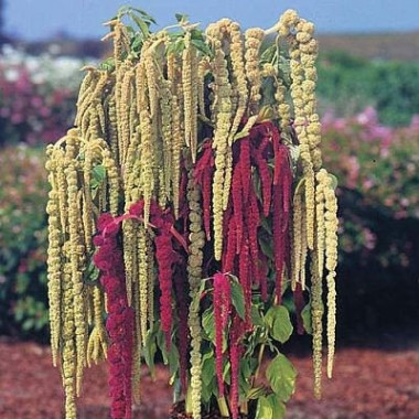 Амарант-хлеб Русов,запрещенный Петром Первым.