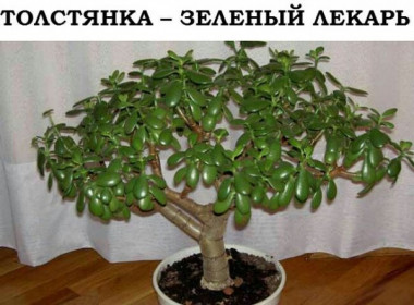Толстянка - зелёный лекарь