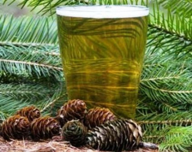 хвойный квас - Эликсир вечной молодости