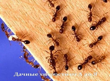 НАШАТЫРНЫЙ СПИРТ ПРОТИВ НАСЕКОМЫХ и удобрение