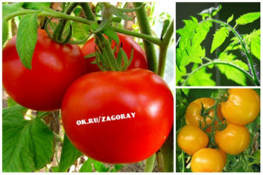 ЙОД ДЛЯ ТОМАТОВ