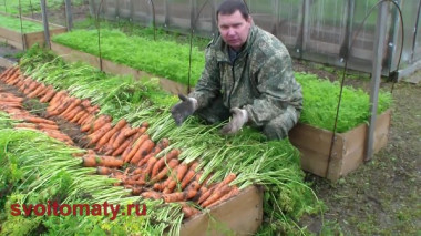 КАК вырастить урожайную морковь на высоких грядках