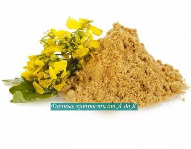 ГОРЧИЦА СПЕШИТ НА ПОМОЩЬ