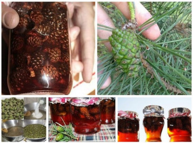 Варенье из сосновых шишек - сосновый мед