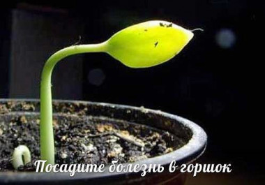 Посадите болезнь в горшок