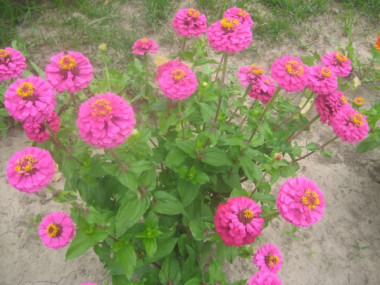 Соус из мяса и баклажанов