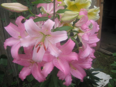 Котлеты из мяса