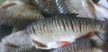 Маленький секрет жарки рыбы без костей...